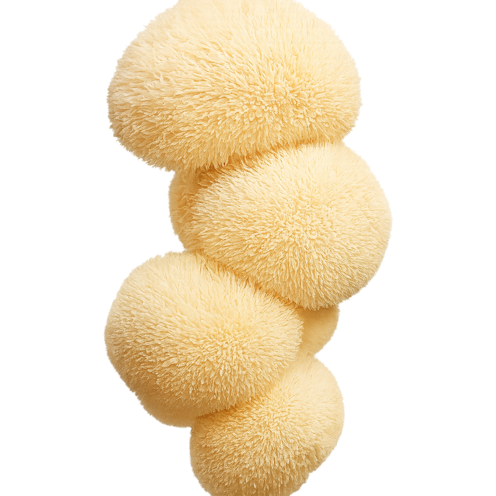 Hongo de Melena de León